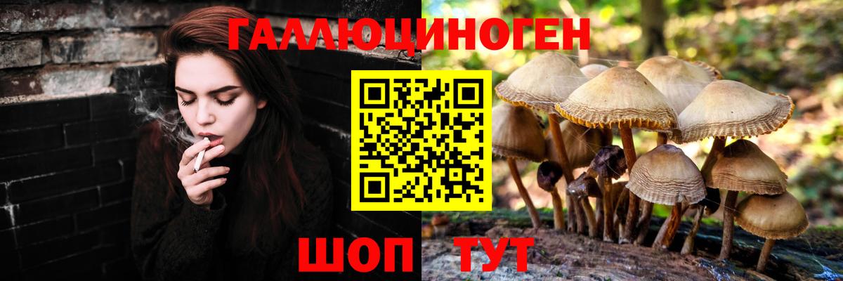 Псилоцибиновые грибы Psilocybe Кувандык